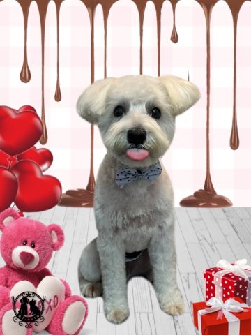 ミニチュアシュナウザー