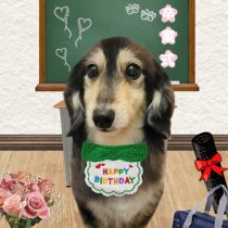 ミニチュアダックス