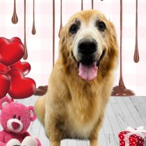 ゴールデンレトリバー