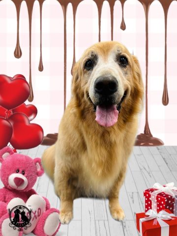 ゴールデンレトリバー