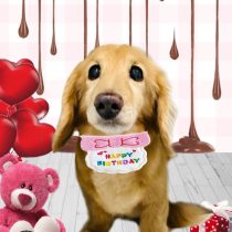 ミニチュアダックス