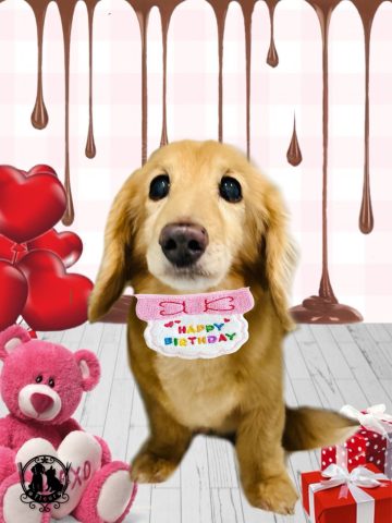 ミニチュアダックス