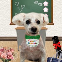 ミニチュアシュナウザー