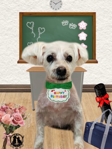 ミニチュアシュナウザー