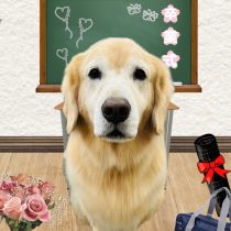 ゴールデンレトリバー