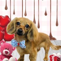 ミニチュアダックス