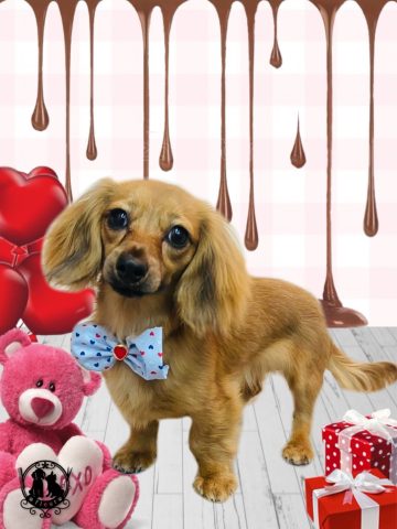 ミニチュアダックス