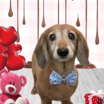 ミニチュアダックス