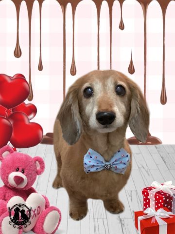 ミニチュアダックス