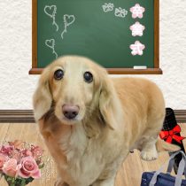 ミニチュアダックス