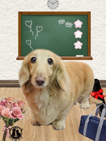 ミニチュアダックス