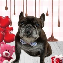 フレンチブルドッグ