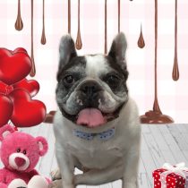 フレンチブルドッグ