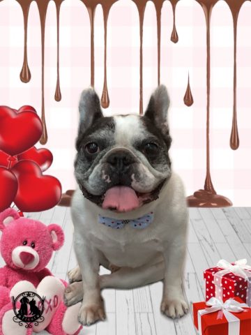 フレンチブルドッグ