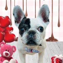 フレンチブルドッグ