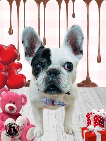 フレンチブルドッグ