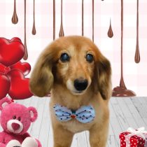 ミニチュアダックス