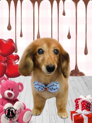 ミニチュアダックス