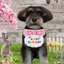 ミニチュアシュナウザー