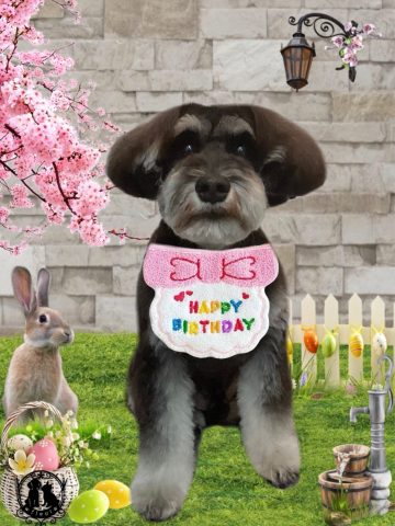 ミニチュアシュナウザー