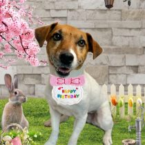 ジャックラッセルテリア