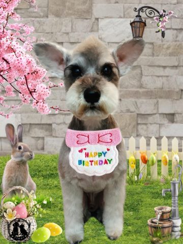 ミニチュアシュナウザー