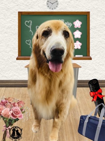 ゴールデンレトリバー