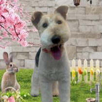 ワイヤーフォックステリア