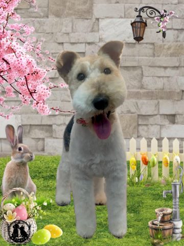 ワイヤーフォックステリア