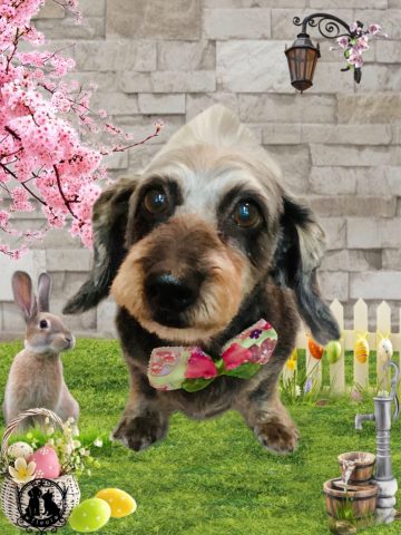 ミニチュアダックス