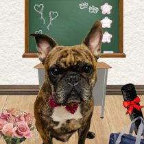 フレンチブルドッグ