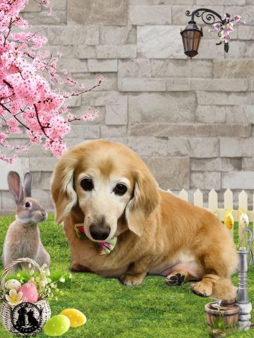 ミニチュアダックス