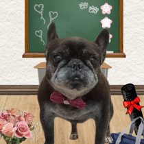 フレンチブルドッグ