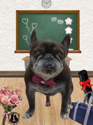 フレンチブルドッグ