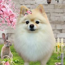 ポメラニアン