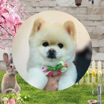 ポメラニアン