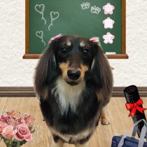 ミニチュアダックス