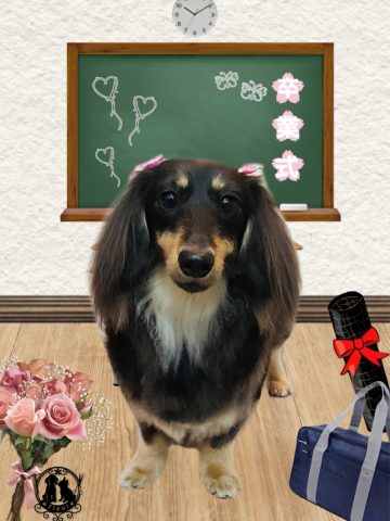 ミニチュアダックス