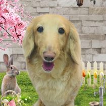 ミニチュアダックス