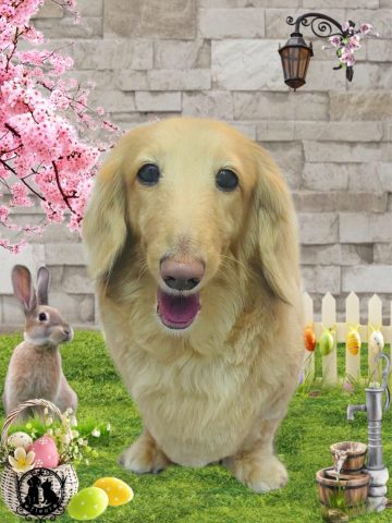 ミニチュアダックス