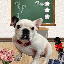 フレンチブルドッグ