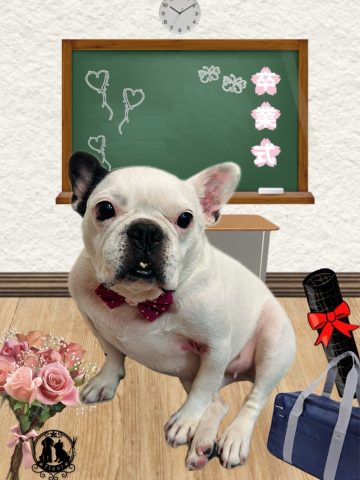 フレンチブルドッグ