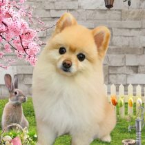 ポメラニアン