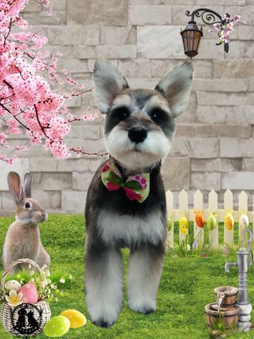 ミニチュアシュナウザー