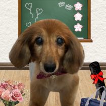 ミニチュアダックス