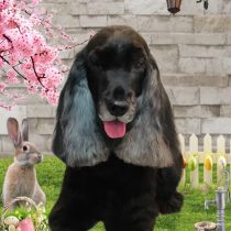 イングリッシュコッカースパニエル