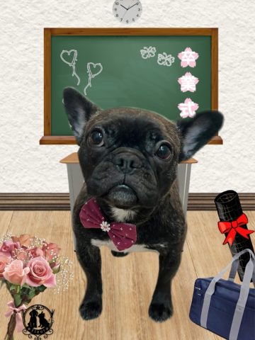 フレンチブルドッグ