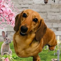 ミニチュアダックス