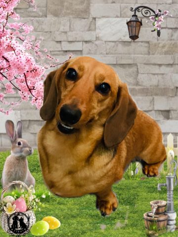 ミニチュアダックス