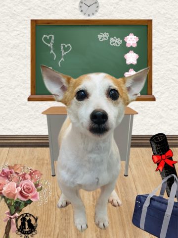 ジャックラッセルテリア